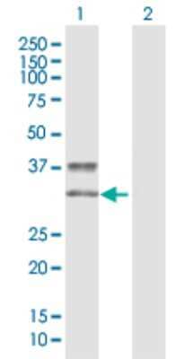 Western Blot: KIR2DS3 Antibody [H00003808-D01P] - Analysis of KIR2DS3 expression in transfected 293T cell line by KIR2DS3 polyclonal antibody.Lane 1: KIR2DS3 transfected lysate(33.44 KDa).Lane 2: Non-transfected lysate.