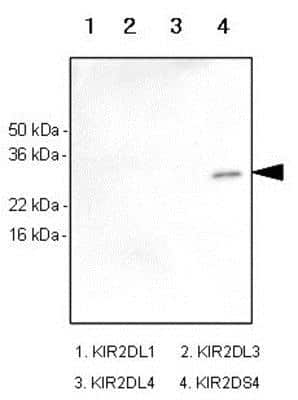 Western Blot: KIR2DS4/CD158i Antibody (5F2) [NBP1-04314] - Recombinant human kIR2DL1, kIR2DL3, kIR2DL4 and kIR2DS4 (each 100ng) were resolved by SDS-PAGE, transferred to PVDF membrane and probed with anti-human kIR2DS4 antibody (1:1,000). Proteins were visualized using a goat anti-mouse secondary antibody conjugated to HRP and an ECL detection system.  Arrow indicates recombinant human kIR2DS4 protein.