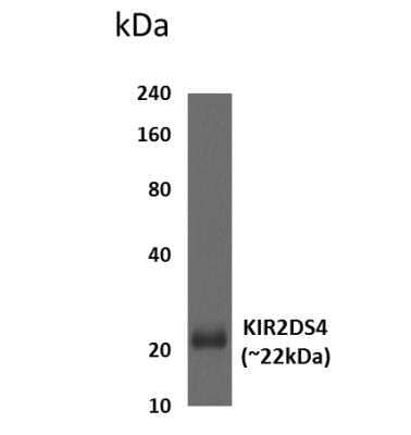 Western Blot: KIR2DS4/CD158i Antibody (MM0442-2G42) [NBP2-11762] - Lysates of HEK293 expressing human KIR2DS4.