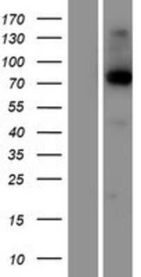 Western Blot: KIRREL2 Overexpression Lysate (Adult Normal) [NBP2-04648] Left-Empty vector transfected control cell lysate (HEK293 cell lysate); Right -Over-expression Lysate for KIRREL2.