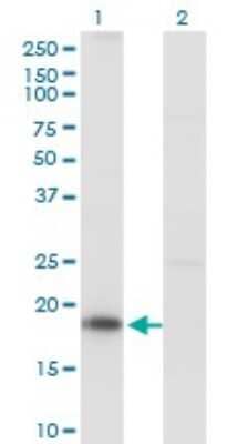 Western Blot: KISS1 Antibody (1D11) [H00003814-M03] - Analysis of KISS1 expression in transfected 293T cell line by KISS1 monoclonal antibody (M03), clone 1D11. Lane 1: KISS1 transfected lysatE (14.7 KDa). Lane 2: Non-transfected lysate.