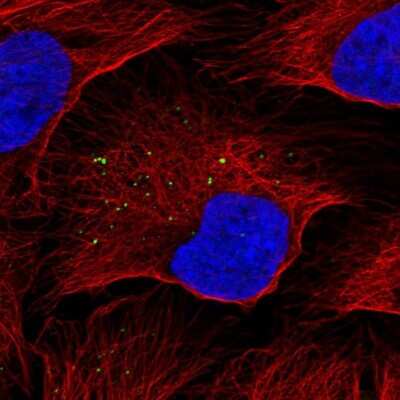 <b>Orthogonal Strategies Validation. </b>Immunocytochemistry/Immunofluorescence: KISS1 Antibody [NBP2-34010] - Staining of human cell line U-2 OS shows localization to vesicles. Antibody staining is shown in green.