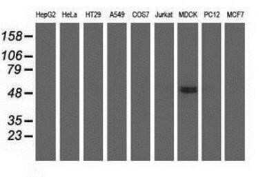 Flow Cytometry: KIST Antibody (OTI2H4) - Azide and BSA Free [NBP2-72383] - Analysis of extracts (35ug) from 9 different cell lines by using anti-KIST monoclonal antibody.