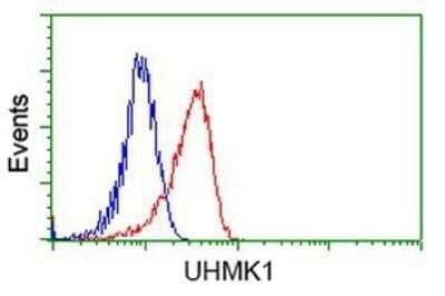 Flow Cytometry: KIST Antibody (OTI2H4) - Azide and BSA Free [NBP2-72383] - Analysis of Hela cells, using anti-KIST antibody, (Red), compared to a nonspecific negative control antibody (Blue).