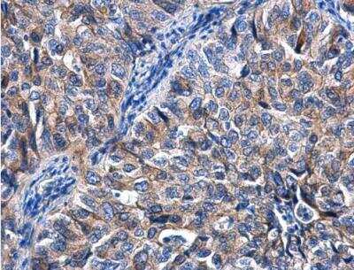 Immunohistochemistry-Paraffin KIZUNA Antibody - BSA Free
