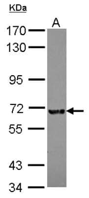 Western Blot KIZUNA Antibody - BSA Free