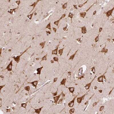 Immunohistochemistry-Paraffin: KLC1 Antibody [NBP2-33649] - Staining of human cerebral cortex shows strong cytoplasmic positivity in neuronal cells.