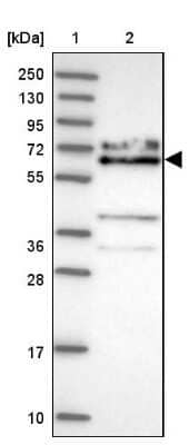 Western Blot KLC1 Antibody - BSA Free