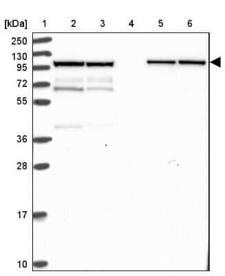 Western Blot KLC1 Antibody - BSA Free