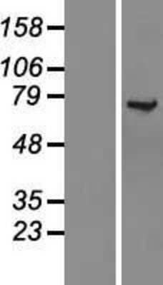 Western Blot KLC1 Overexpression Lysate