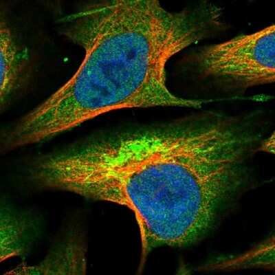 Immunocytochemistry/Immunofluorescence: KLC2 Antibody [NBP1-83722] - Staining of human cell line U-2 OS shows localization to nucleoplasm, cytosol & mitochondria. Antibody staining is shown in green.