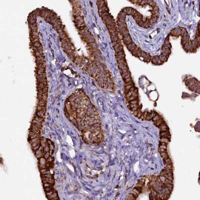 Immunohistochemistry-Paraffin: KLC2 Antibody [NBP1-83722] - Staining of human Fallopian tube shows strong granular cytoplasmic positivity in glandular cells.