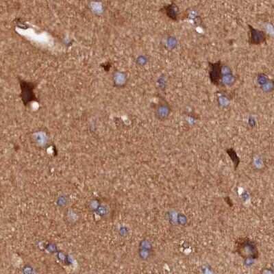 Immunohistochemistry-Paraffin: KLC2 Antibody [NBP1-83723] - Staining of human cerebral cortex.