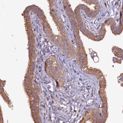 Immunohistochemistry-Paraffin: KLC2 Antibody [NBP1-83723] - Staining of human Fallopian tube shows moderate granular cytoplasmic positivity in glandular cells.