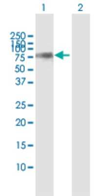 Western Blot: KLC2 Antibody [H00064837-B01P] - Analysis of KLC2 expression in transfected 293T cell line by KLC2 polyclonal antibody.  Lane 1: KLC2 transfected lysate(68.42 KDa). Lane 2: Non-transfected lysate.