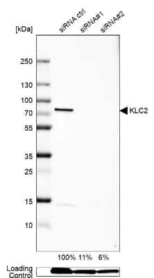 Western Blot: KLC2 Antibody [NBP1-83723] - Analysis in U-138MG cells transfected with control siRNA, target specific siRNA probe #1 and #2,. Remaining relative intensity is presented. Loading control: Anti-GAPDH.