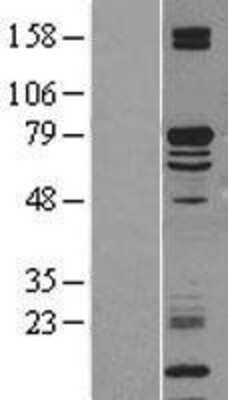 Western Blot KLC2 Overexpression Lysate