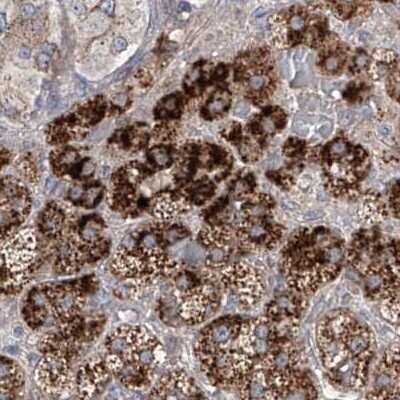Immunohistochemistry-Paraffin: KLC4 Antibody [NBP1-88773] - Staining of human adrenal gland.