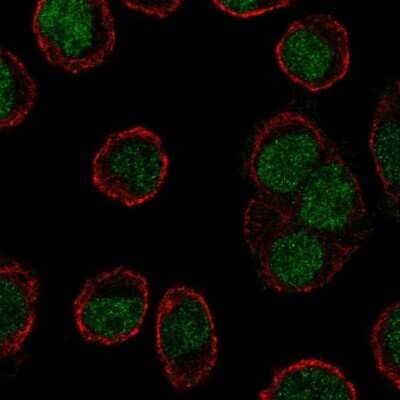 Immunocytochemistry/Immunofluorescence: KLF1 Antibody [NBP2-49023] - Staining of human cell line HEL shows localization to nucleoplasm. Antibody staining is shown in green.