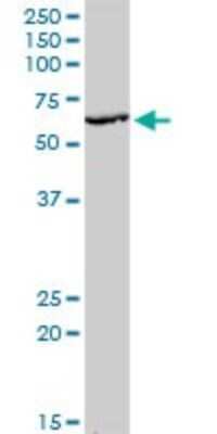Western Blot: KLF10 Antibody (2H7) [H00007071-M20] - Analysis of KLF10 expression in HepG2 (Cat # L019V1).