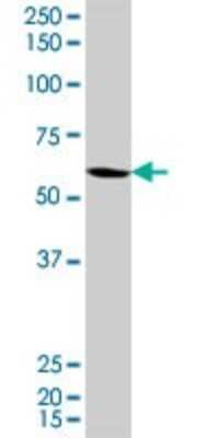 Western Blot: KLF10 Antibody (2H7) [H00007071-M20] - Analysis of KLF10 expression in A-549 (Cat # L025V1).