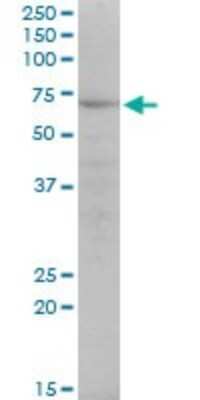 Western Blot: KLF10 Antibody (2H7) [H00007071-M20] - Analysis of KLF10 expression in Raw 264.7 (Cat # L024V1).