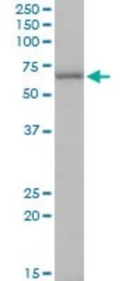Western Blot: KLF10 Antibody (2H7) [H00007071-M20] - Analysis of KLF10 expression in NIH/3T3 (Cat # L018V1).