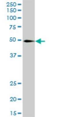 Western Blot: KLF10 Antibody (2H7) [H00007071-M20] - Analysis of KLF10 expression in human colon.