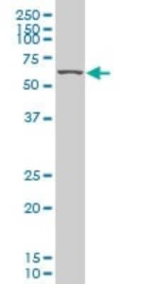 Western Blot KLF11 Antibody (10C5) - Azide and BSA Free