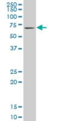 Western Blot: KLF11 Antibody (10D8) [H00008462-M03] - Analysis of KLF11 expression in NIH/3T3 (Cat # L018V1).