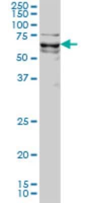 Western Blot KLF11 Antibody (8F4) - Azide and BSA Free