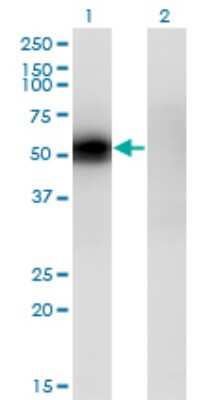 Western Blot: KLF12 Antibody (3D2) [H00011278-M04] - Analysis of KLF12 expression in transfected 293T cell line by KLF12 monoclonal antibody (M04), clone 3D2. Lane 1: KLF12 transfected lysatE (44.2 KDa). Lane 2: Non-transfected lysate.