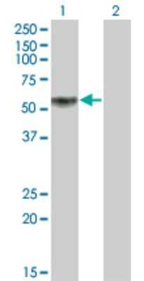 Western Blot: KLF12 Antibody (3E4) [H00011278-M01] - Analysis of KLF12 expression in transfected 293T cell line by KLF12 monoclonal antibody (M01), clone 3E4.Lane 1: KLF12 transfected lysate(44.2 KDa).Lane 2: Non-transfected lysate.