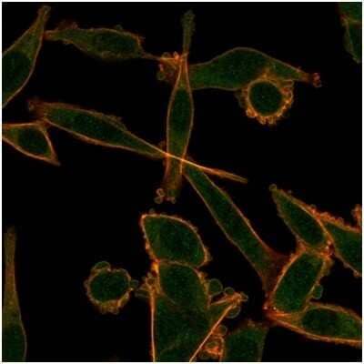 Immunocytochemistry/Immunofluorescence: KLF12 Antibody (PCRP-KLF12-1E3) [NBP3-13848] - Immunofluorescence analysis of PFA-fixed HeLa cells. KLF12 Antibody (PCRP-KLF12-1E3) followed by goat anti-mouse IgG-CF488 (green).
