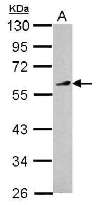 Western Blot: KLF12 Antibody [NBP2-17067] - Sample (30 ug of whole cell lysate)  A: HepG2  10% SDS PAGE  diluted at 1:1000 