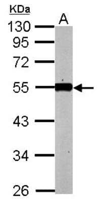 Western Blot: KLF12 Antibody [NBP2-17067] - Sample (50 ug of whole cell lysate) A: mouse kidney 10% SDS PAGE diluted at 1:1000 