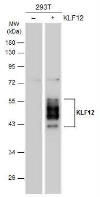 Western Blot: KLF12 Antibody [NBP2-17068] - Non-transfected (-) and transfected (+) 293T whole cell extracts (30 ug) were separated by 10% SDS-PAGE, and the membrane was blotted with KLF12 antibody diluted at 1:1000. The HRP-conjugated anti-rabbit IgG antibody was used to detect the primary antibody.