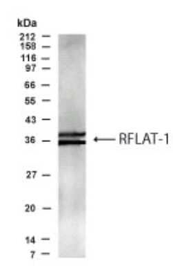 Western Blot: KLF13 Antibody [NBP2-23614] - Analysis of KLF13 in transfected COS cells using NBP2-23614 at 1:500 dilution.