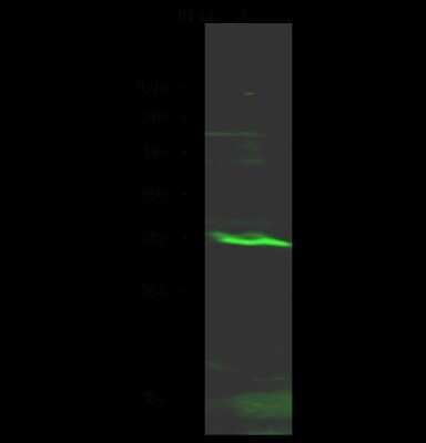 Western Blot KLF13 Antibody