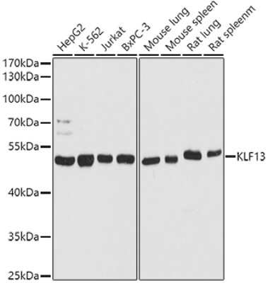 Western Blot KLF13 Antibody - Azide and BSA Free