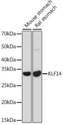 Western Blot KLF14 Antibody - Azide and BSA Free