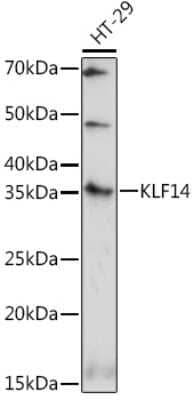 Western Blot KLF14 Antibody - Azide and BSA Free