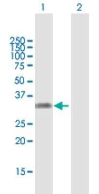 Western Blot: KLF16 Antibody [H00083855-B01P-50ug] - Western Blot analysis of KLF16 expression in transfected 293T cell line (H00083855-T01) by KLF16 MaxPab polyclonal antibody.