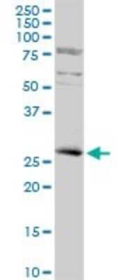 Western Blot KLF16 Antibody - Azide and BSA Free