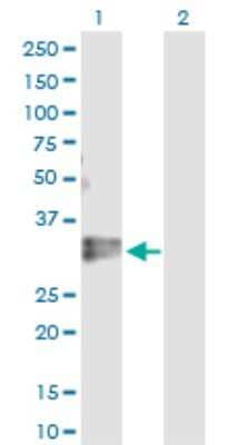 Western Blot KLF16 Antibody - Azide and BSA Free