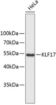Western Blot: KLF17 Antibody [NBP3-04136] - Analysis of extracts of HeLa cells, using KLF17 antibody . Secondary antibody: HRP Goat Anti-Rabbit IgG (H+L) at 1:10000 dilution. Lysates/proteins: 25ug per lane. Blocking buffer: 3% nonfat dry milk in TBST.
