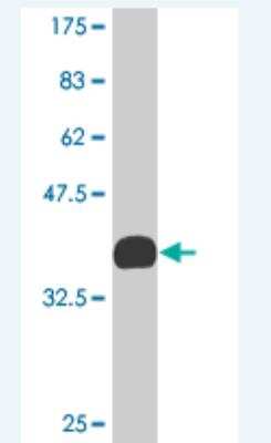 Western Blot: KLF2 Antibody (1D1) [H00010365-M08] - Detection against Immunogen (35.42 KDa) .