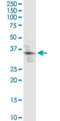 Western Blot: KLF2 Antibody (1D12) [H00010365-M09] - Analysis of KLF2 expression in IMR-32.