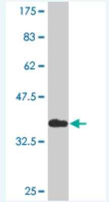 Western Blot: KLF2 Antibody (2C4) [H00010365-M10] - Detection against Immunogen (35.42 KDa) .
