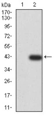 Western Blot: KLF2 Antibody (2F12A11) [NBP2-61812] - Analysis using KLF2 mAb against HEK293 (1) and KLF2 (AA: 251-355)-hIgGFc transfected HEK293 (2) cell lysate.